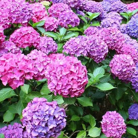 La Casita De Hortensias *