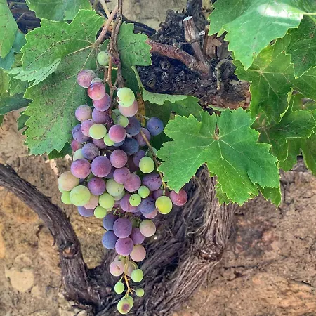 La Casita De Hortensias *